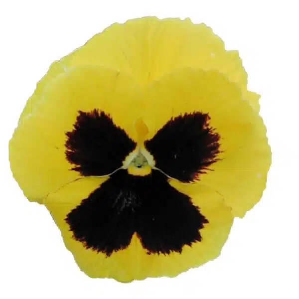 Viola wittrockiana F₁ Premier Amarillo Dorado con Ojo