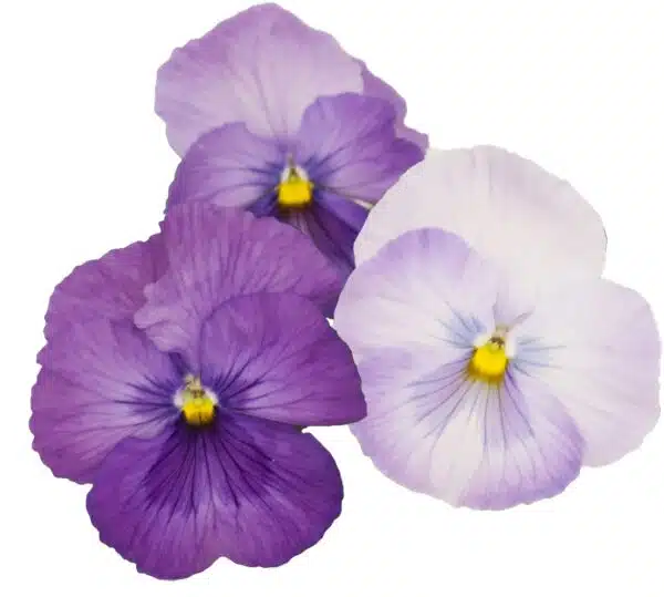 Viola wittrockiana F₁ Premier Lavender Shades