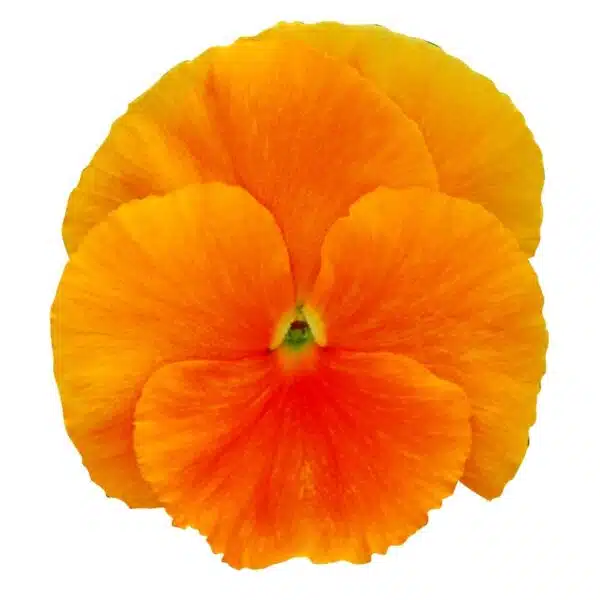 Viola wittrockiana F₁ Premier Orange