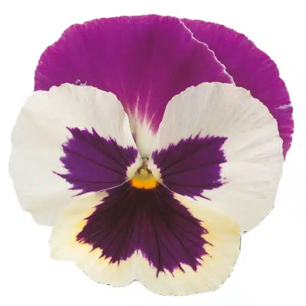 Viola wittrockiana F₁ Premier Púrpura-Rosa-Blanco