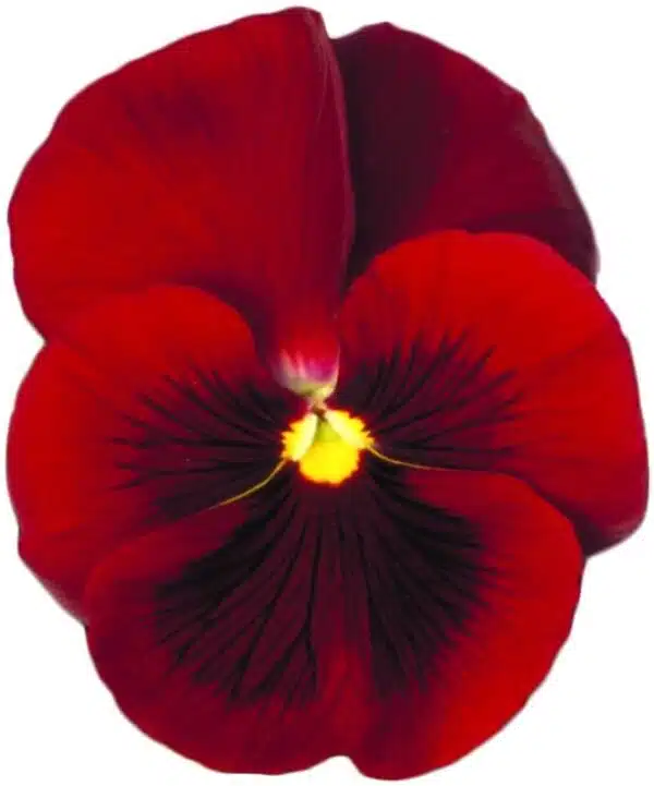 Viola wittrockiana F₁ Premier Scarlet with Eye