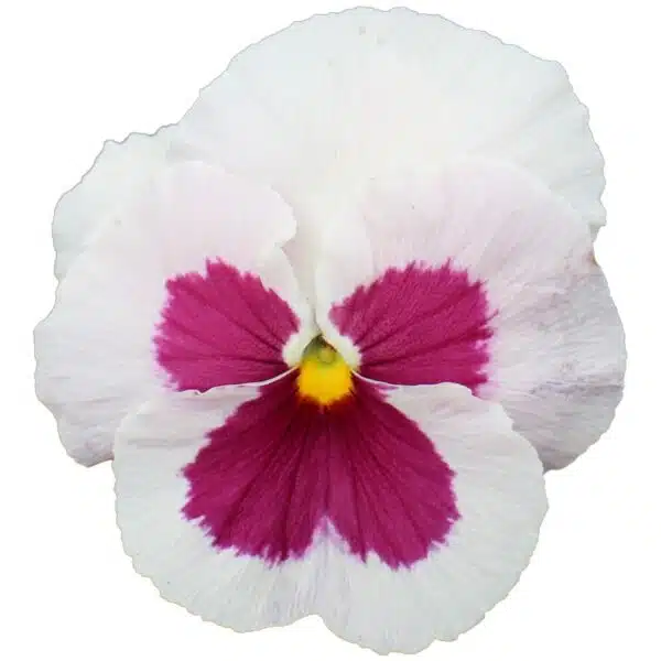Viola wittrockiana F₁ Premier White with Rose Eye