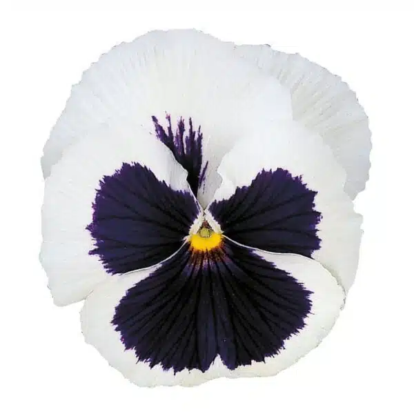 Viola wittrockiana F₁ Premier White with Eye