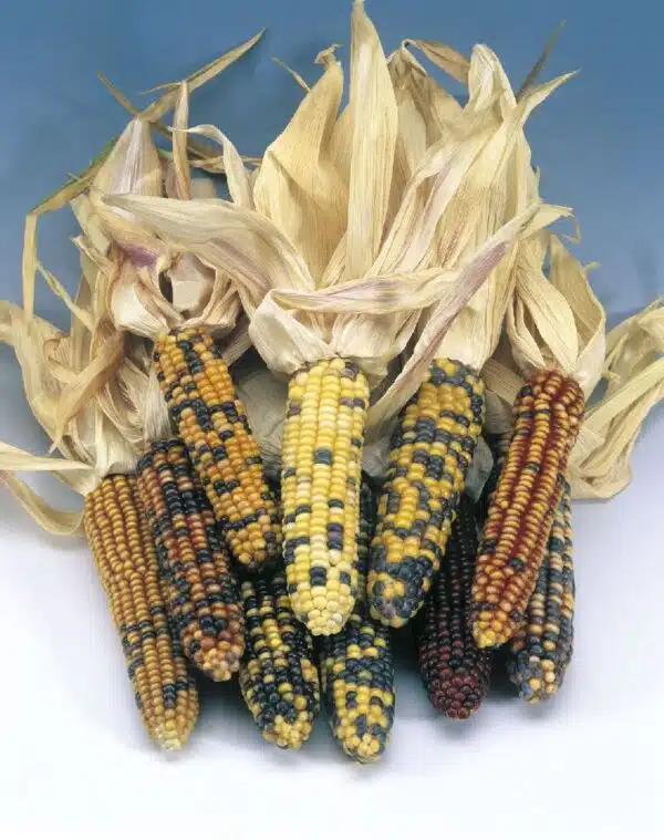 Zea mays Amero