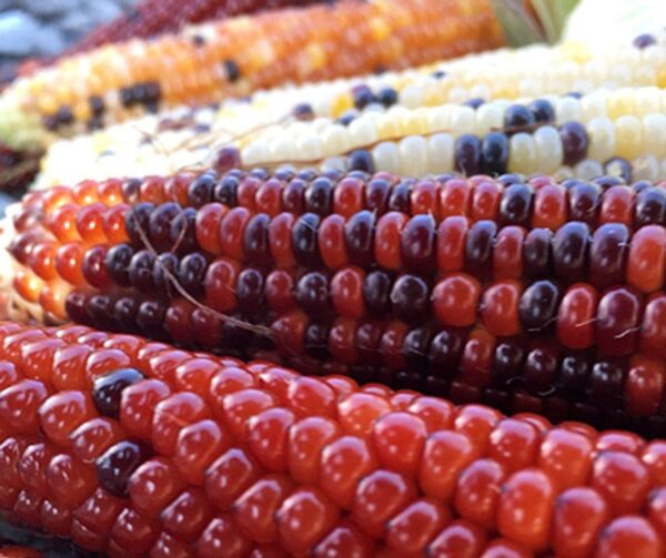 Шматколерныя гібрыды Zea mays - выява 3
