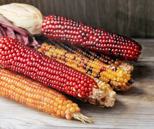Рознакаляровыя гібрыды Zea mays