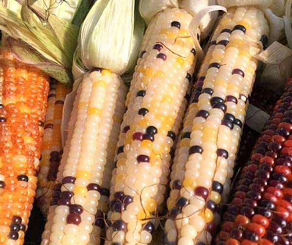 Шматколерныя гібрыды Zea mays - выява 2