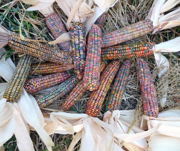 Zea mays Baby Ice Lady
