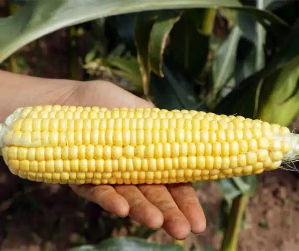 Zea mays (Mais dolce) Lisanco BIO - Immagine 2