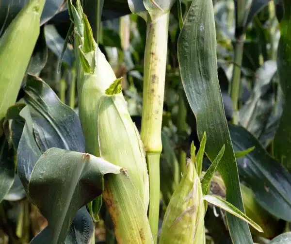 Zea mays (Mais dolce) Lisanco BIO - Immagine 3