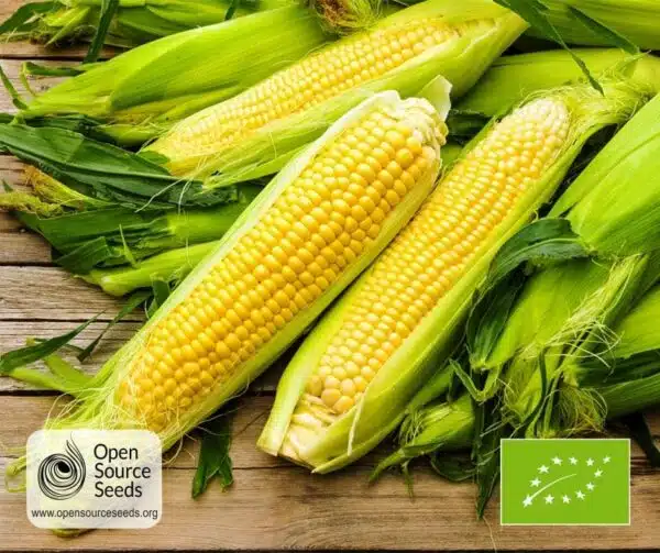 Zea mays (Mais dolce) Lisanco BIO