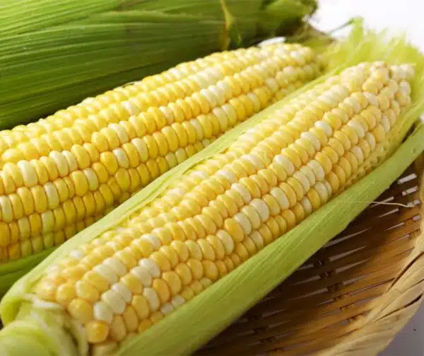 Салодкая кукуруза (Zea mays) Ramondia F1