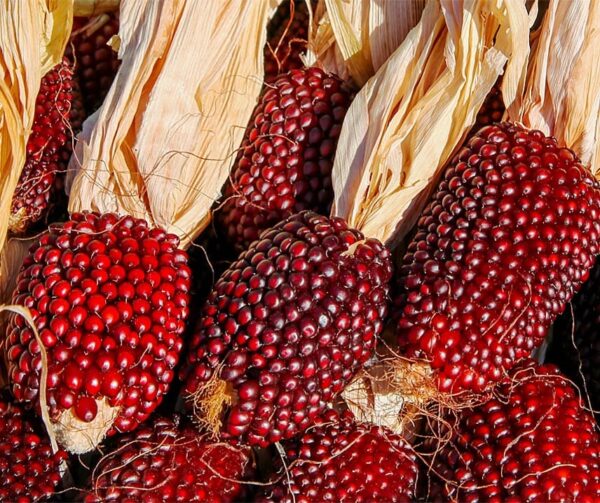 Zea mays Babymais Erdbeere
