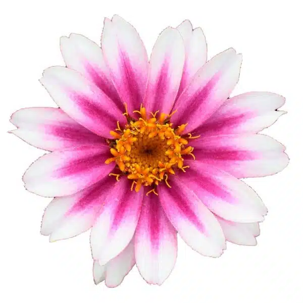 Zinnia angustifolia Profusion Cherry Bicolor