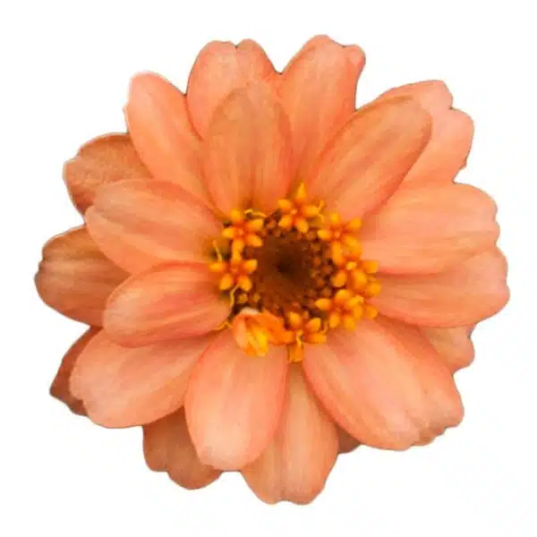 Zinnia angustifolia Profusion Double Deep Salmon