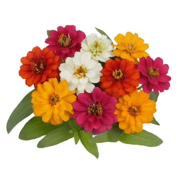 Zinnia angustifolia Profusion Double mixture