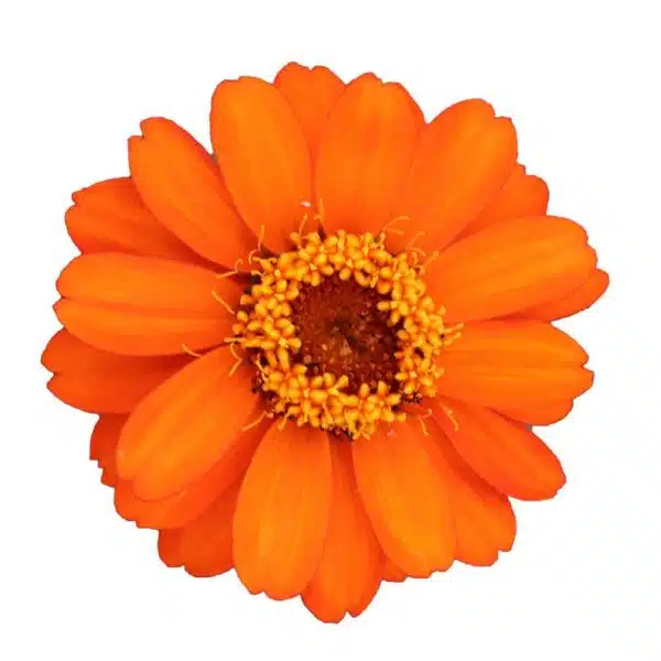 Zinnia angustifolia Profusion Orange