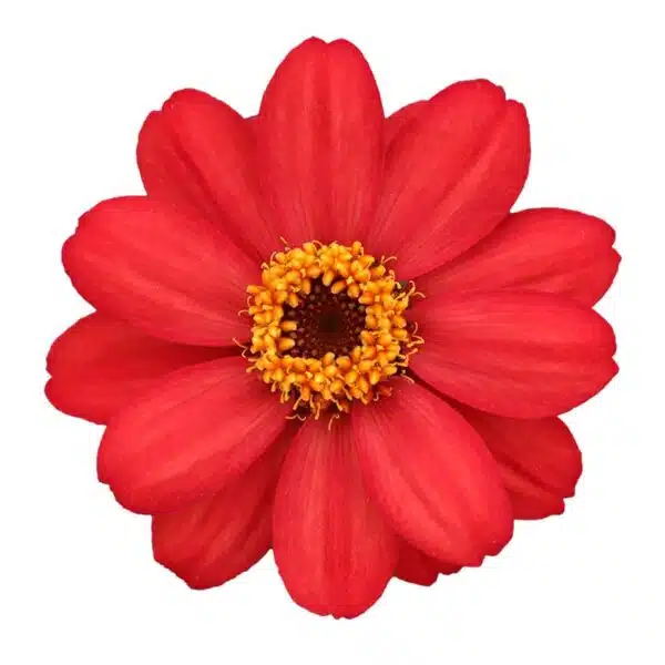 Zinnia angustifolia Profusion Red