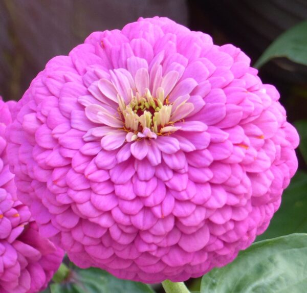 Zinnia elegans dahlia à fleurs Dream