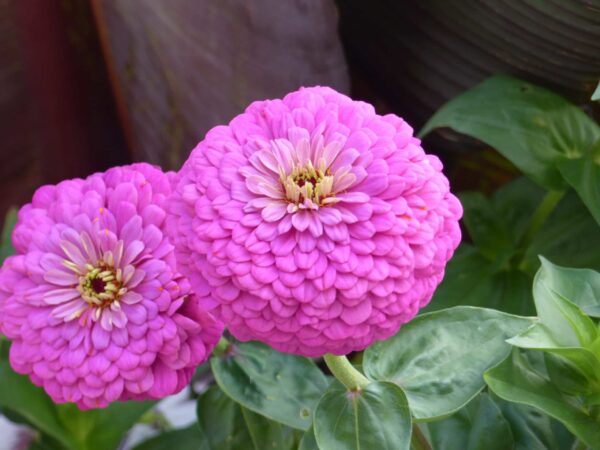 Zinnia elegans dahliaflowered Dream - Image 2