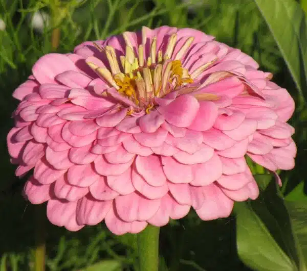 Zinnia elegans dahliaflowered Luminosa - Bild 2