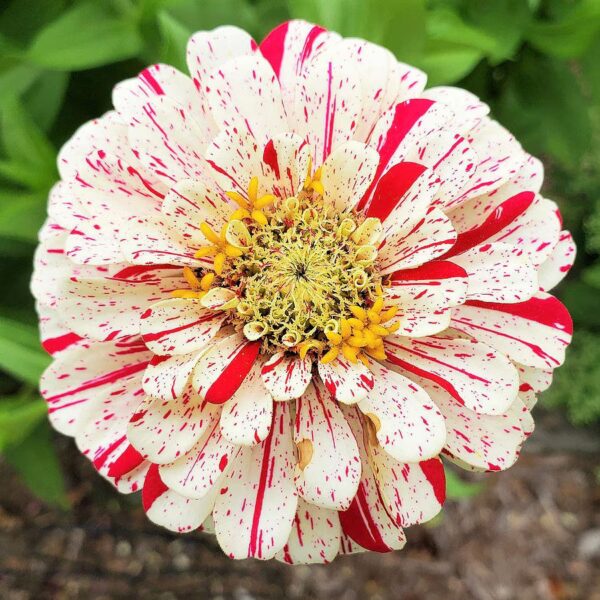 Zinnia elegans dahliaflowered Pop Art White with rose-red stripes