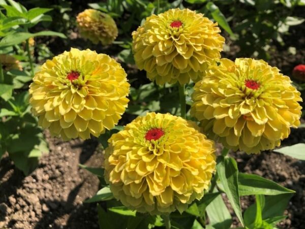 Zinnia elegans Queeny Lemon Peach - Afbeelding 3