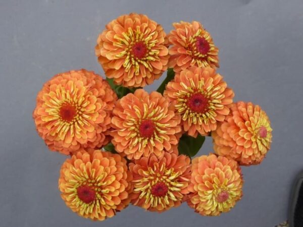 Zinnia elegans Queeny Lima Naranja - Imagen 4