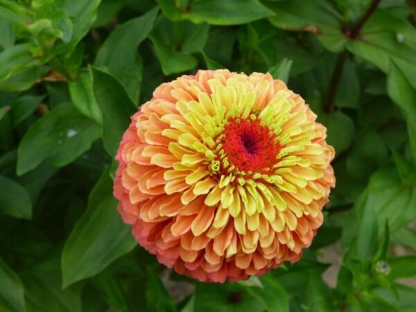 Zinnia elegans Queeny Lima Naranja - Imagen 3