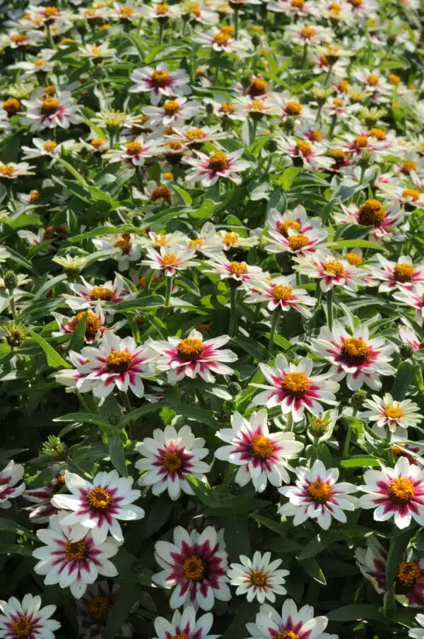 Zinnia marylandica Zahara® Starlight Rose - Bild 4