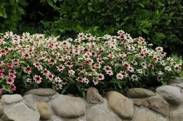 Zinnia marylandica Zahara® Starlight Rose - Bild 3