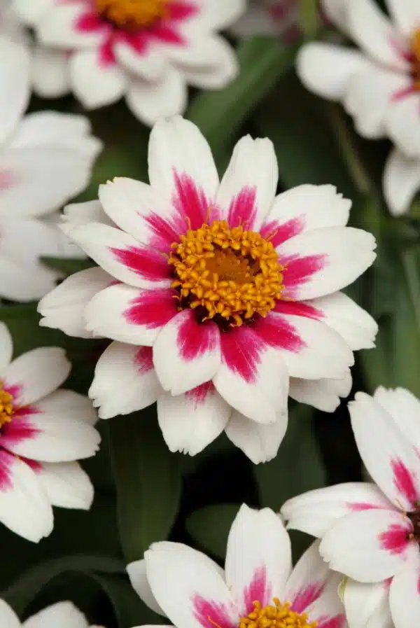 Zinnia marylandica Zahara® Starlight Rose