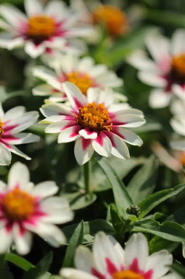 Zinnia marylandica Zahara® Starlight Rose - Bild 2
