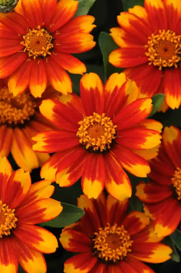 Zinnia marylandica Zahara® Sunburst