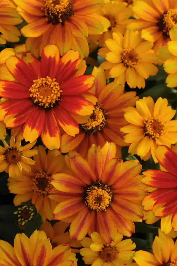 Zinnia marylandica Zahara® Sunburst - Afbeelding 2