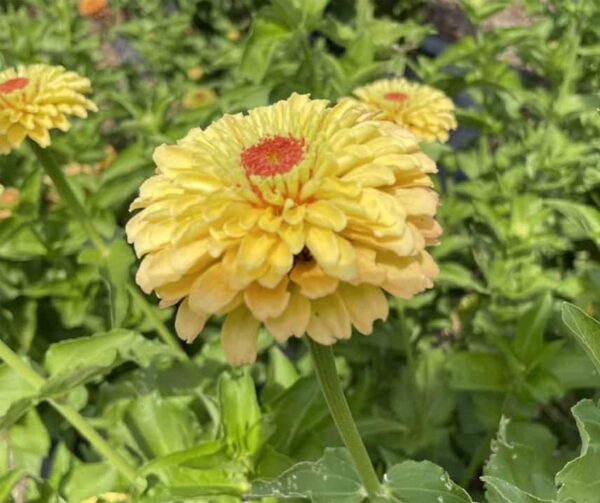 Zinnia elegans Queeny Lemon Peach - Afbeelding 4