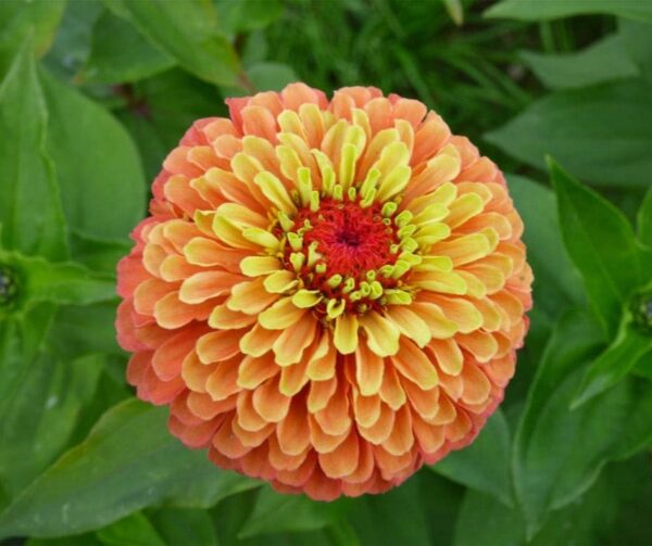 Zinnia elegans Queeny Lima Naranja