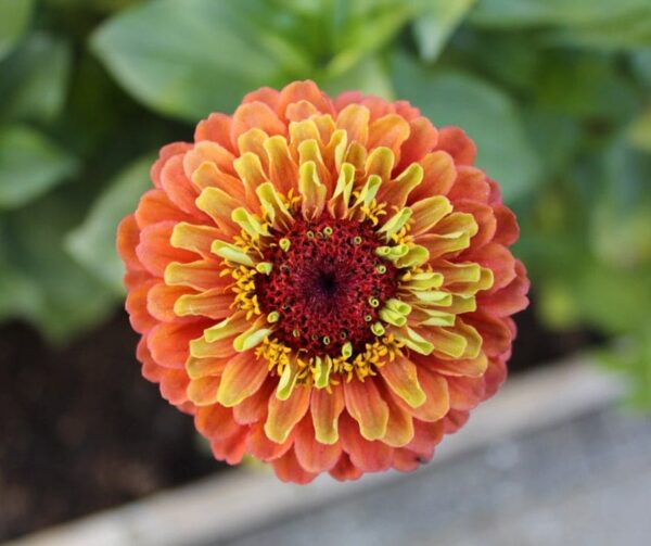 Zinnia elegans Queeny Lima Naranja - Imagen 5