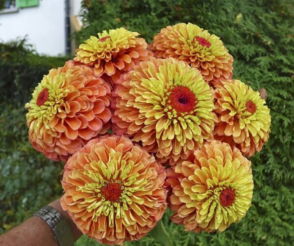 Zinnia elegans Queeny Lima Naranja - Imagen 2