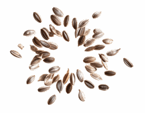 seeds