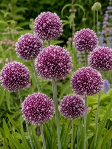 Allium Summer Drummer®