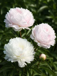 Paeonia lactiflora Shirley Temple